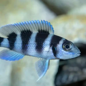 Fünfstreifen-Tanganjikabarsch (Neolamprologus tretocephalus) Neuheit